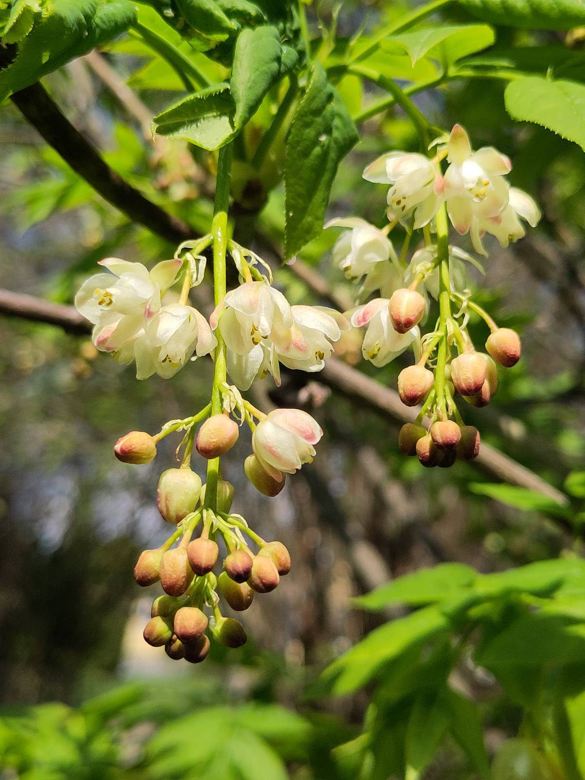 Garten 4 – Orchideen